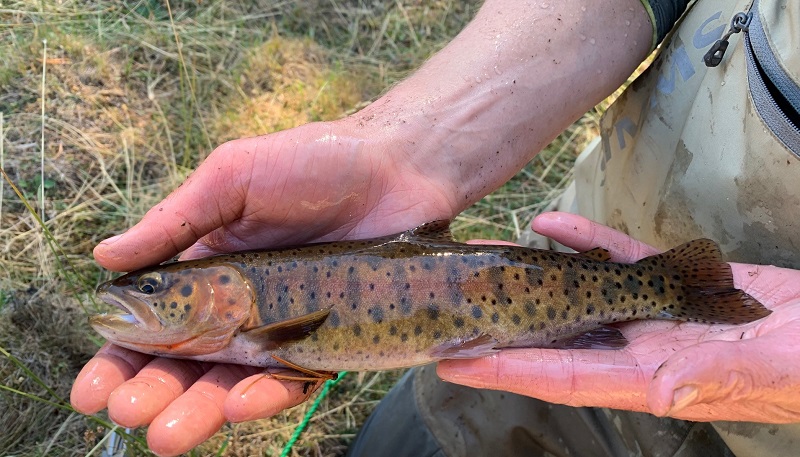 A native Lahontan cutthroat trout from Silver Creek in Mono County.